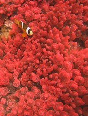 Sticker - Vertical closeup shot of an ocellaris clownfish (nemo) among red coral reef