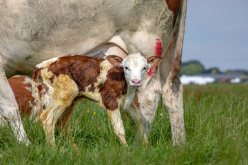 Wall Mural - Newborn freshly cute montbeliarde calf is standing next to her mother cow in the tall grass in a meadow.