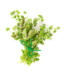 marjoram isolated on white background