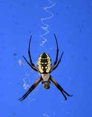 Garden Spider against blue background