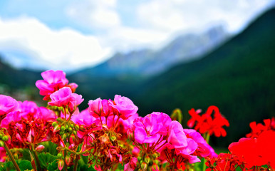 flowers in nova ponente alto adige Italy