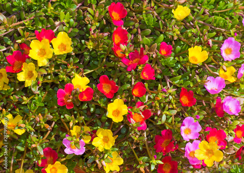 fondo de flores de colores en el campo
