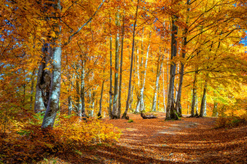 Wall Mural - autumn landscape - warm sunny day in autumnal forest, yellow orange trees