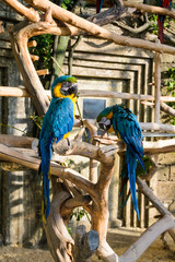 two blue-yellow macaws sit on a tree branch