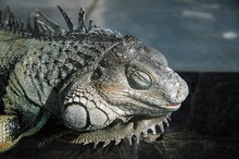 Selective Closeup Shot Of A Sleeping Gray Iguana