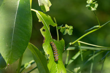 Monarch Catterpillar On A Milkweed Plant. The Leafs Have Been Eaten As The Caterpillar Prepares To Transform