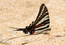 Summer Form Of Zebra Swallowtail Butterfly Resting On Ground Getting Ready To Get Minerals For Nutrition