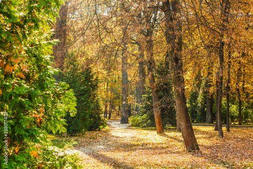 Foto-Schiebegardine mit Schienensystem - Pathway through the autumn forest (von Angelov)