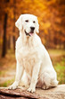 © olgagorovenko - beautiful golden retriever dog in yellow autumn landscape