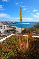 View of La Caleta fishing village with blooming Aloe vera in the foreground in Tenerife,Canary Islands,Spain.Summer vacation or travel concept.