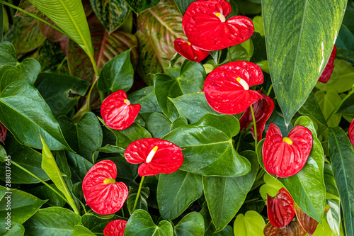南国宮崎青島の植物園を彩る南の国の草花 Stock Photo Adobe Stock