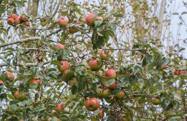 Sticker - Red and green apples ripening on an apple tree in an orchard during summer