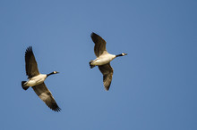 Two Canada Geese Flying In A Blue Sky