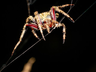 Spider