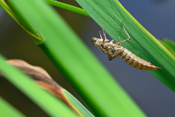 Canvas Print - Dry empty larva from dragonfly on plant leaf.