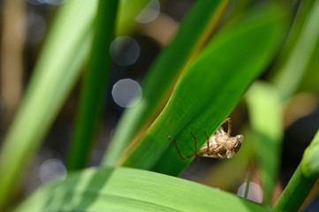 Canvas Print - dry empty larva from dragonfly on plant leaf.