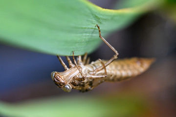 Sticker - Dry empty larva from dragonfly on plant leaf.