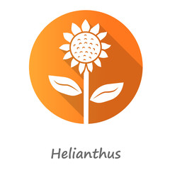 Poster - Helianthus orange flat design long shadow glyph icon. Sunflower head with name inscription. Field blooming flower. Agriculture symbol. Wild plant summer blossom. Vector silhouette illustration