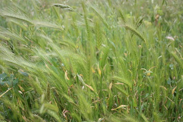 great background of a green field full of ears of wheat in the lush Tuscan hills of September