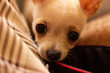Mirada tierna de perro Chihuahua