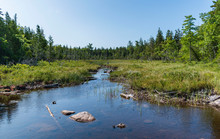 Wetlands Area In The Forest
