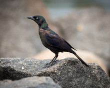 Black Common Grackle Bird Walking On Rocks