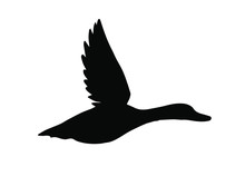 Vector Black Flying Duck Silhouette Isolated On White Background
