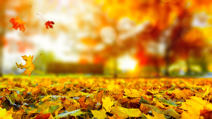 Wall Mural - Autumn leaves sunset background with copy space, colorful tree leaves in the park