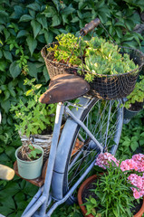 Wall Mural - Old vintage bicycle decorated with flowers and green plants.  Close up,