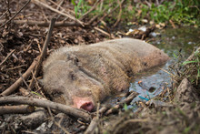 The Wild Boar Is Sleeping Comfortably In The Water Near The Town