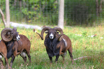 Sticker - The European mouflon (Ovis orientalis musimon) in game reserve.Male mouflon are known as rams.