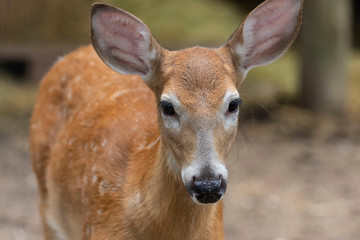 Poster - White tailed deer, doe in the forest