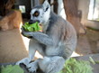 Lemur katta (Lemur catta)