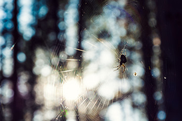 spider on web summer time close up