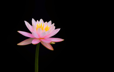 Beautiful pink lotus flower or Pink lily flower blossom (waterlily) with yellow pollen on surface and water reflection, isolated on black background with clipping path.