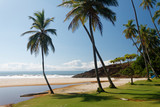 Fototapeta Fototapety z morzem do Twojej sypialni - Brazylijska plaża z palmami