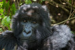 © Dennis - Gorilla