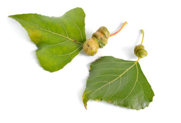 Populus or aspen, cottonwood leawes with Galls. Isolated on white background