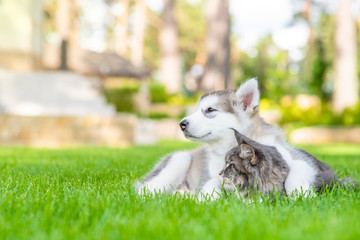 Poster - Alaskan malamute puppy embracing adult maine coon cat on green summer grass and looking away on empty space