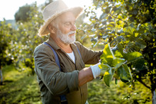 Senior Well-dressed Man As A Gardener Pruning Branches Of A Fruit Trees In The Apple Orchard. Concept Of A Fruit Gardening On Retirement Age