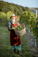 Senior Well-dressed Winemaker Walking With Basket Full Of Freshly Picked Up Wine Grapes, Harvesting On The Vineyard During A Sunny Evening