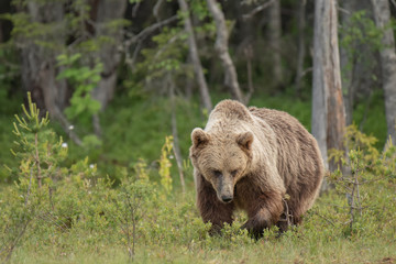 Wall Mural - brown bear (ursus arctos) walking on a finnish bog on a sunny summer evening