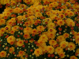 Sticker - background of yellow chrysanthemums flowers