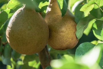 Beautiful fresh young pears growing on a tree background.