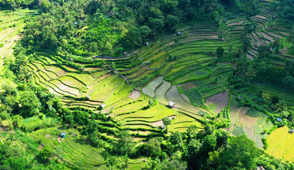 Canvas Print - Beautiful drone view of green rice terraces, East Bali.