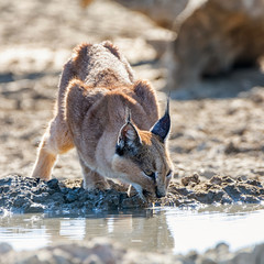 Canvas Print - Caracal