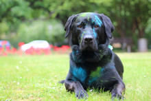 Holi Farben Staub Auf Schwazren Hund Labrador