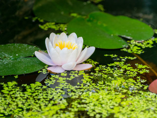 Canvas Print - water lily