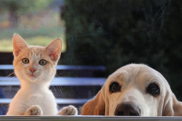 Wall Mural - Red kitten and dog looking out the window