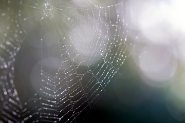 Spider web with droplets of dew